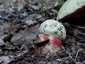 Sátántinóru (Rubroboletus satanas), Budai-hegység